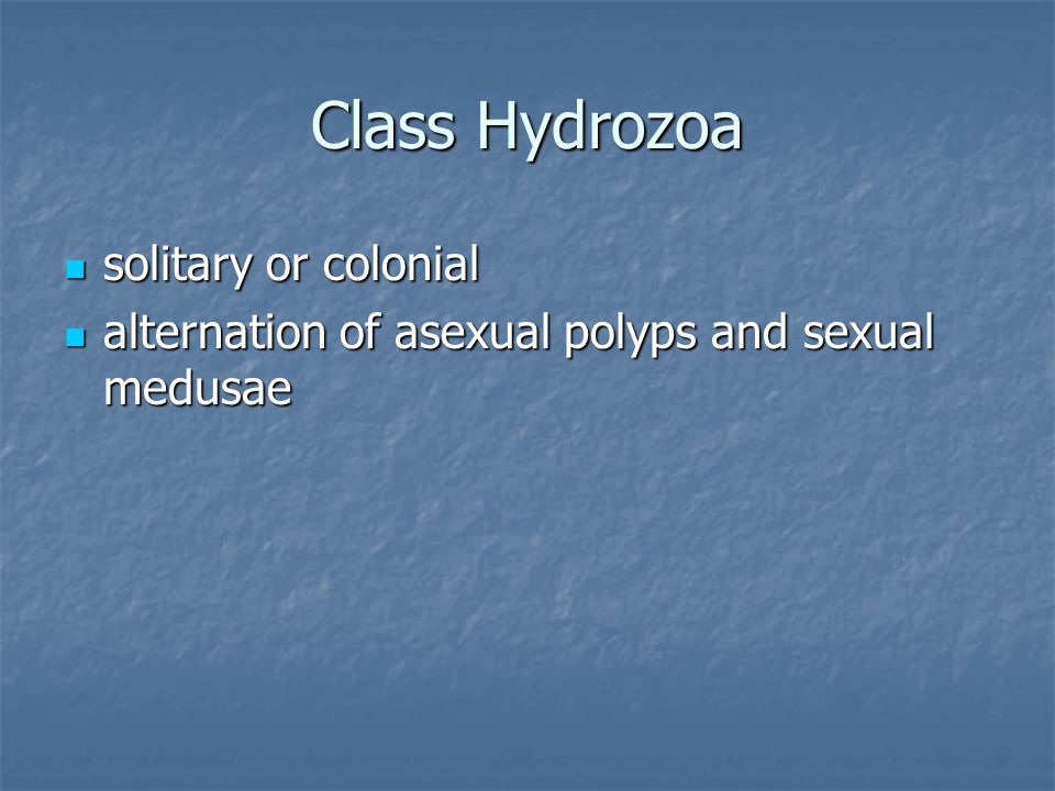 Class Hydrozoa solitary or colonial