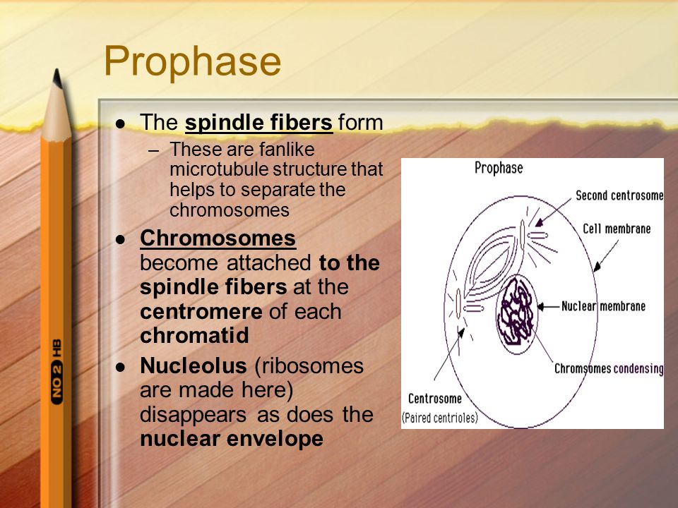 Prophase The spindle fibers form