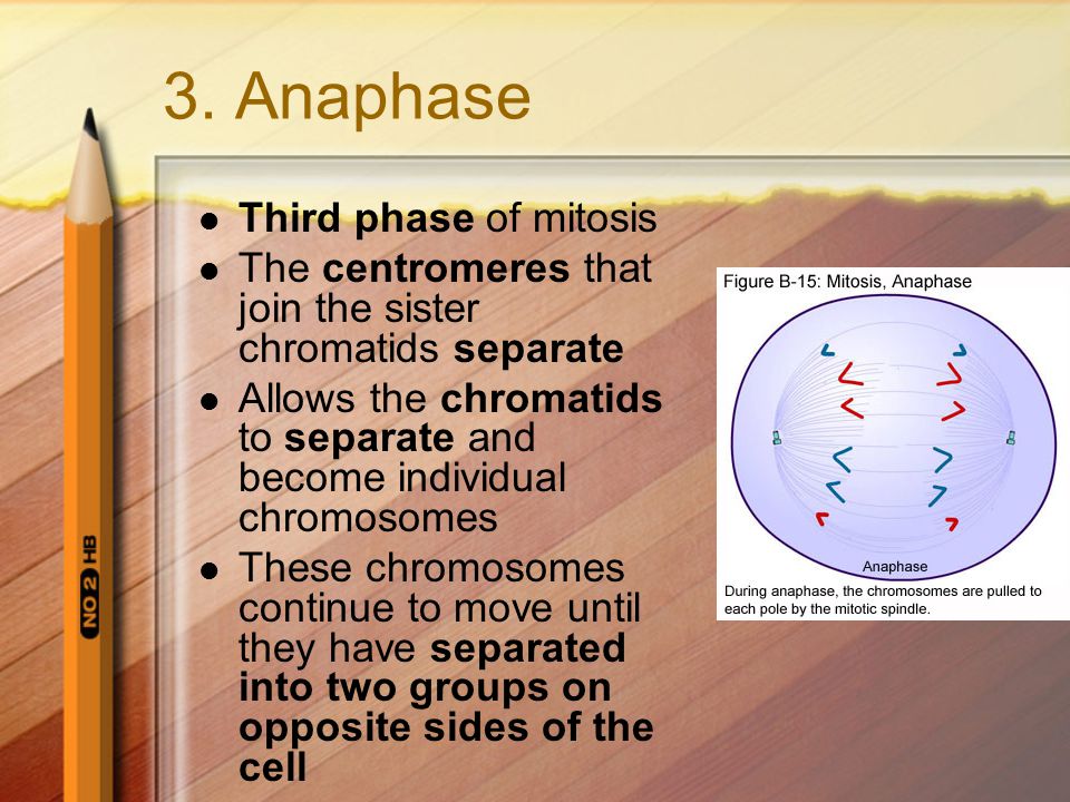3. Anaphase Third phase of mitosis