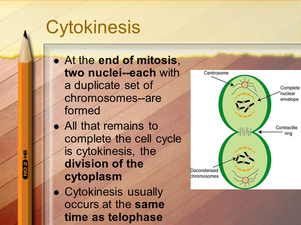 Cytokinesis At the end of mitosis, two nuclei--each with a duplicate set of chromosomes--are formed.