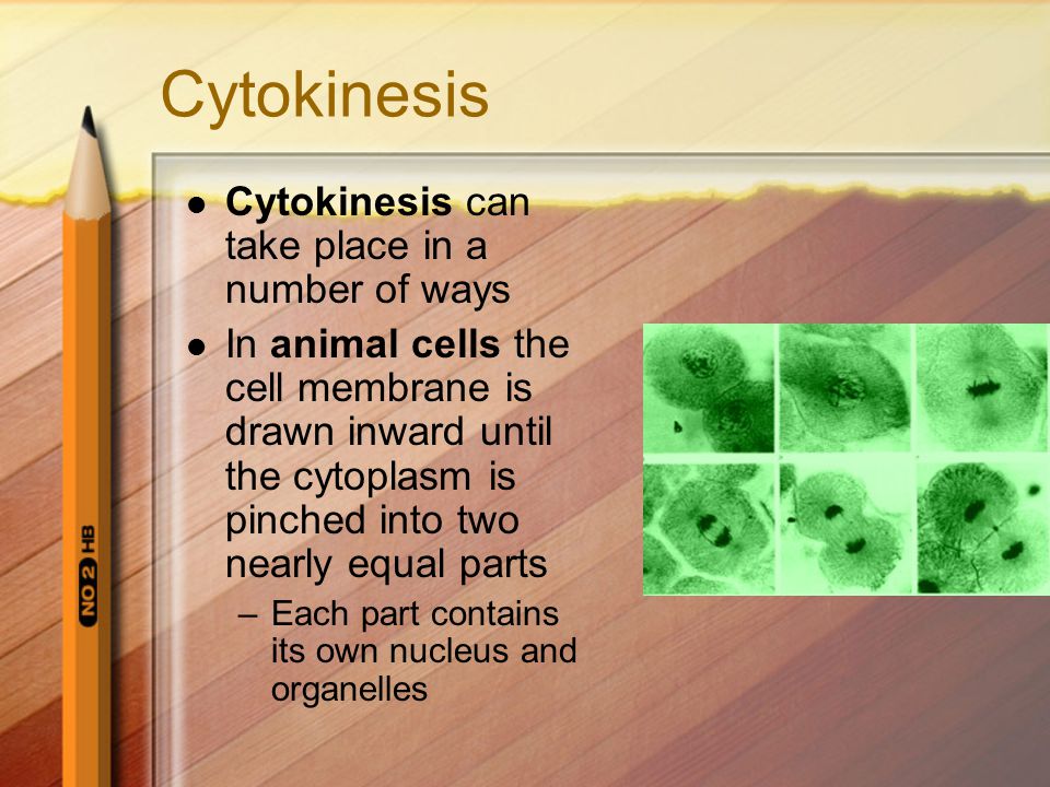 Cytokinesis Cytokinesis can take place in a number of ways