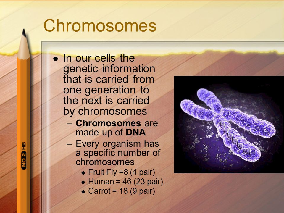 Chromosomes In our cells the genetic information that is carried from one generation to the next is carried by chromosomes.
