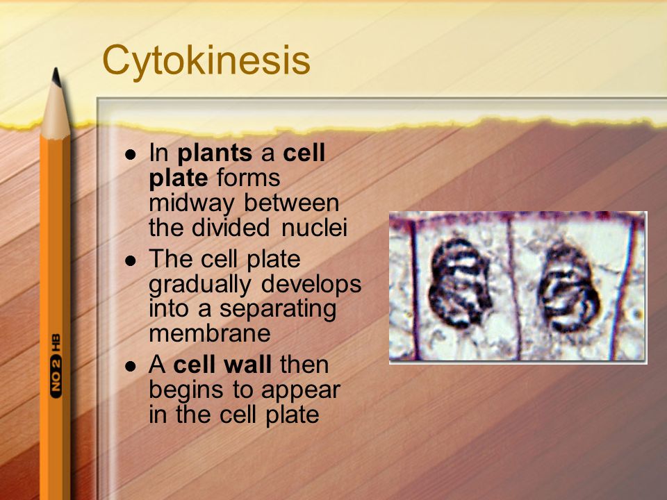Cytokinesis In plants a cell plate forms midway between the divided nuclei. The cell plate gradually develops into a separating membrane.