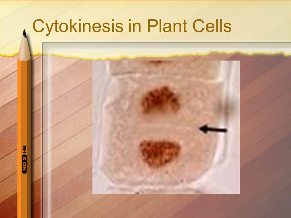 Cytokinesis in Plant Cells
