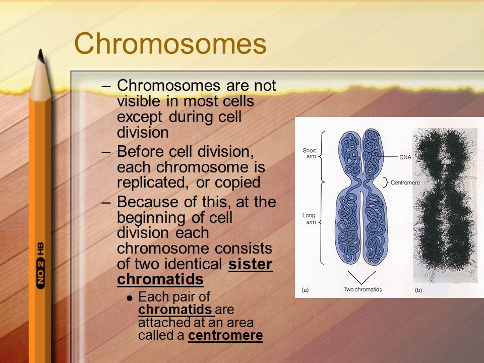 Chromosomes Chromosomes are not visible in most cells except during cell division. Before cell division, each chromosome is replicated, or copied.