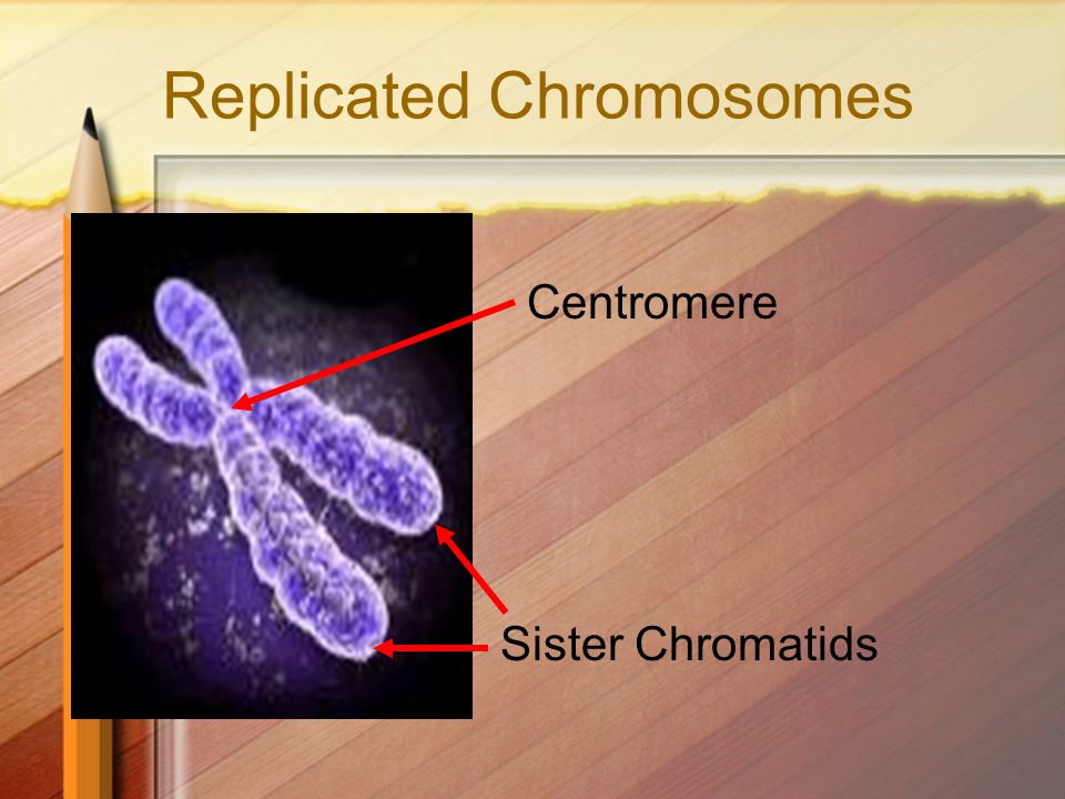 Replicated Chromosomes