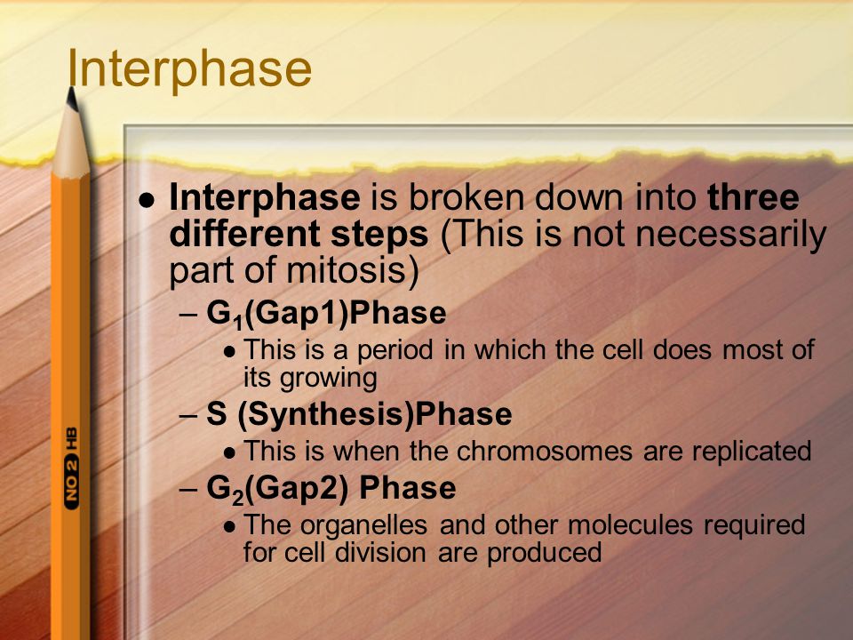 Interphase Interphase is broken down into three different steps (This is not necessarily part of mitosis)