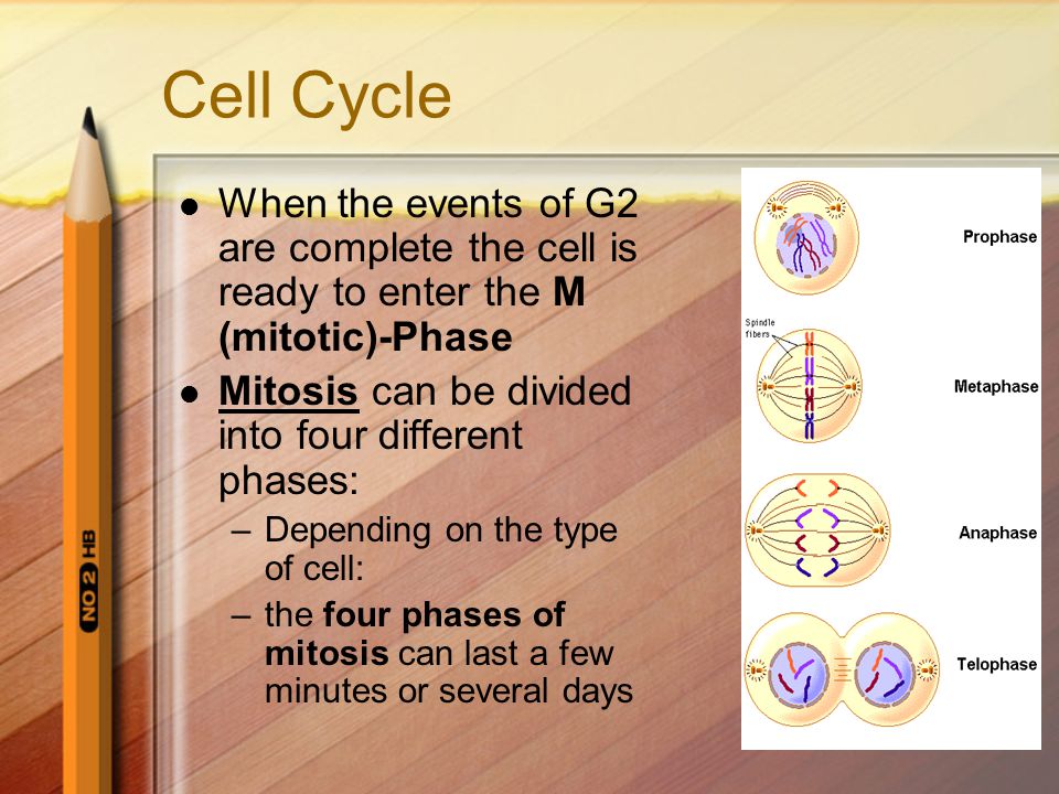 Cell Cycle When the events of G2 are complete the cell is ready to enter the M (mitotic)-Phase. Mitosis can be divided into four different phases: