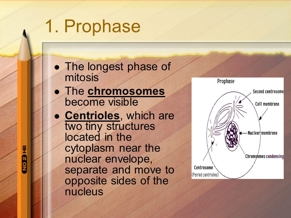 1. Prophase The longest phase of mitosis