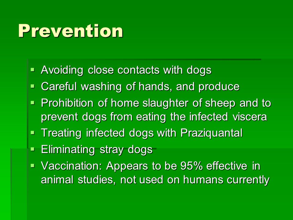 Prevention Avoiding close contacts with dogs