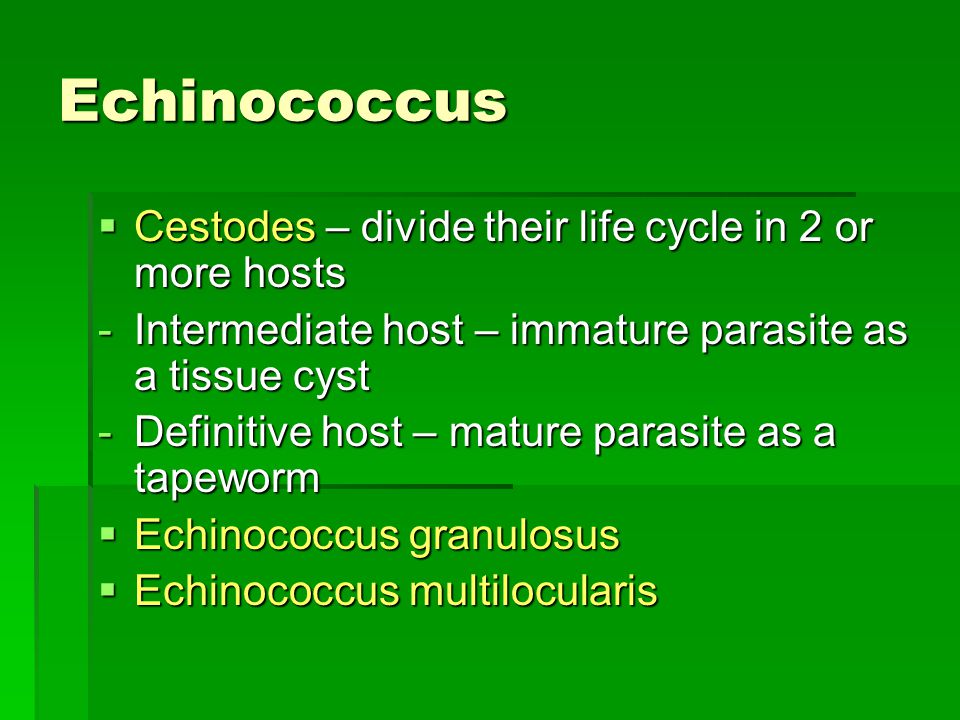 Echinococcus Cestodes – divide their life cycle in 2 or more hosts