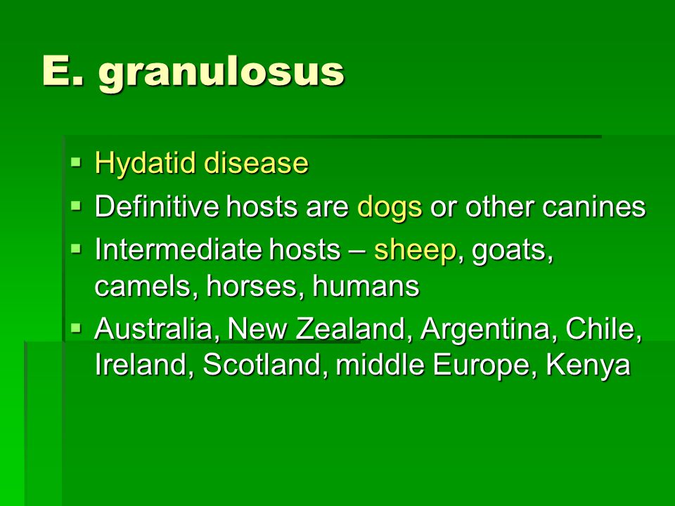 E. granulosus Hydatid disease