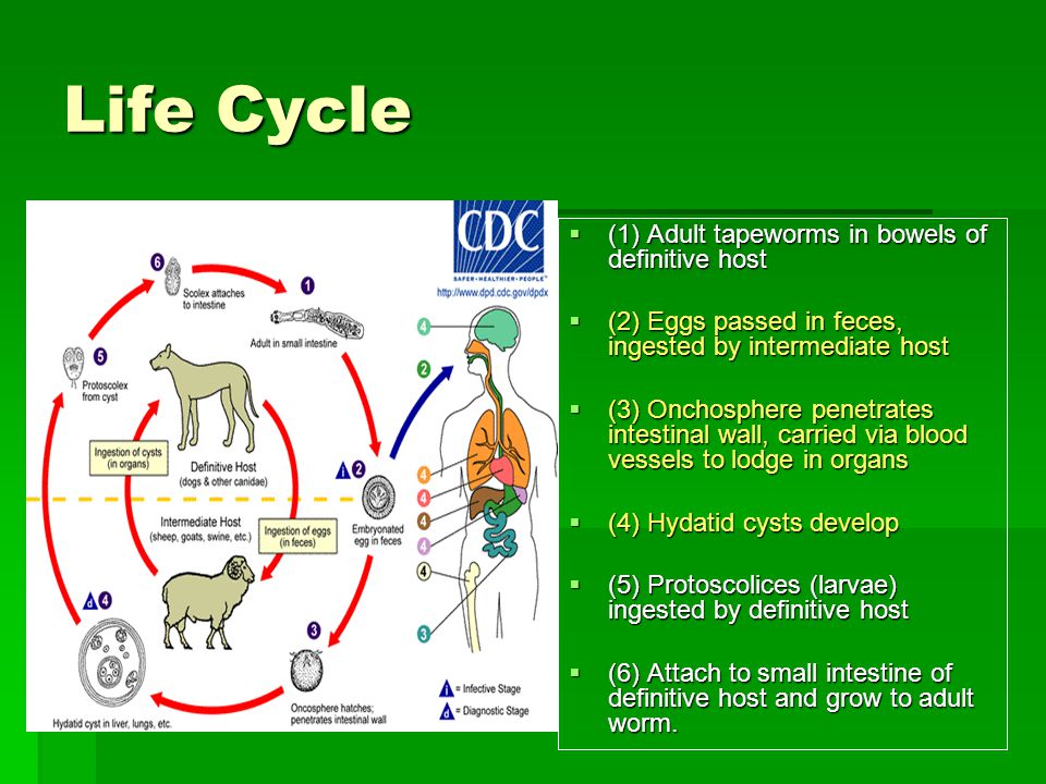 Life Cycle (1) Adult tapeworms in bowels of definitive host