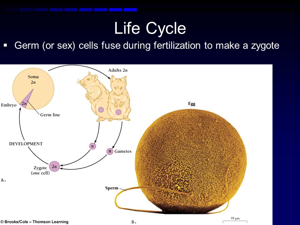Life Cycle Germ (or sex) cells fuse during fertilization to make a zygote