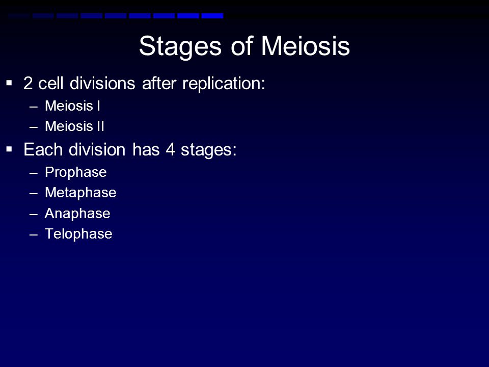 Stages of Meiosis 2 cell divisions after replication: