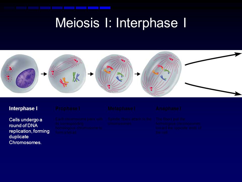 Meiosis I: Interphase I