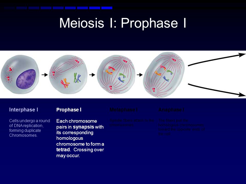 Meiosis I: Prophase I Interphase I Prophase I Metaphase I Anaphase I