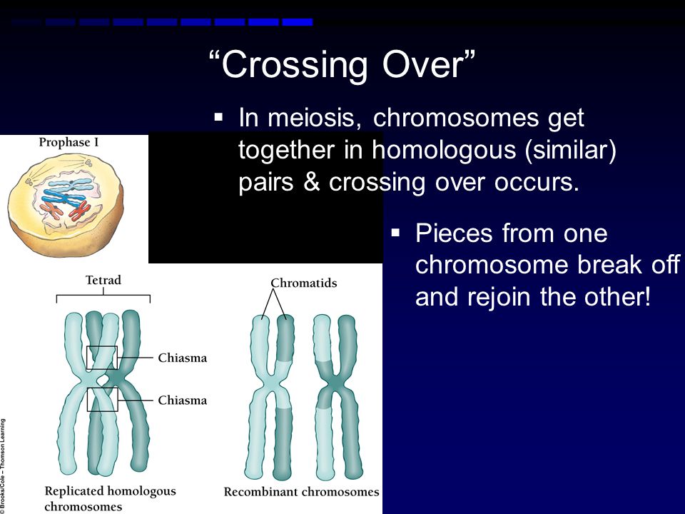 Crossing Over In meiosis, chromosomes get together in homologous (similar) pairs & crossing over occurs.