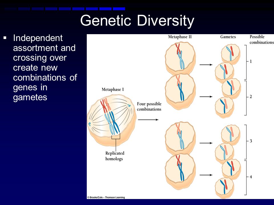 Genetic Diversity Independent assortment and crossing over create new combinations of genes in gametes.