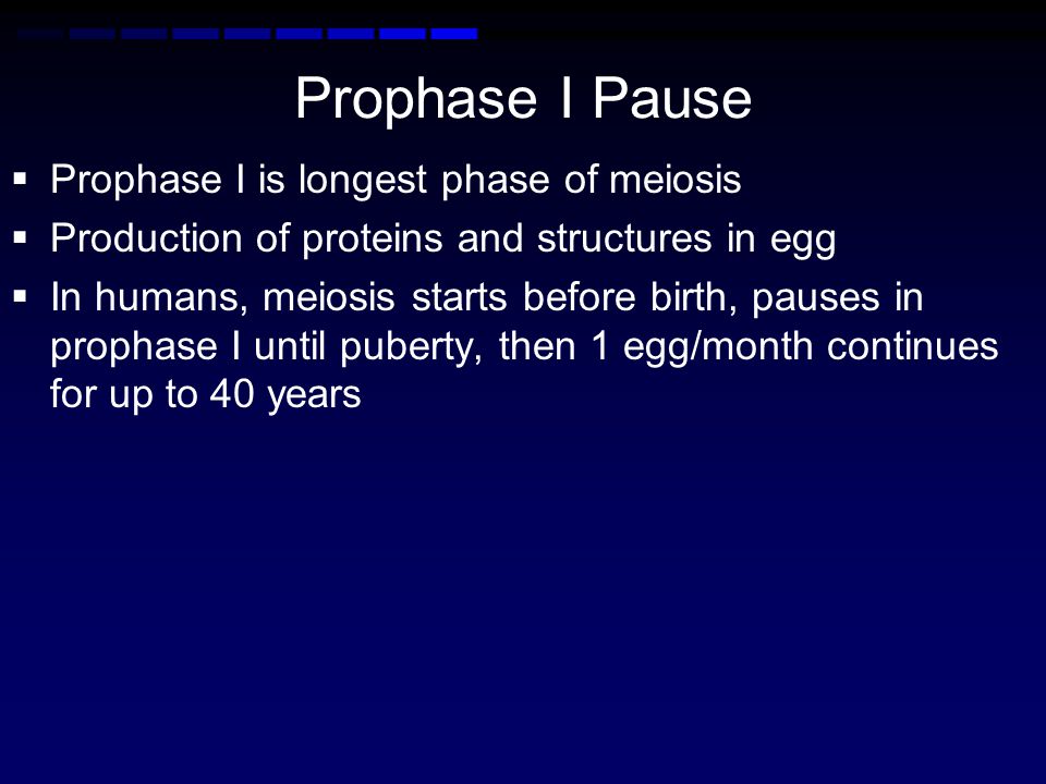 Prophase I Pause Prophase I is longest phase of meiosis