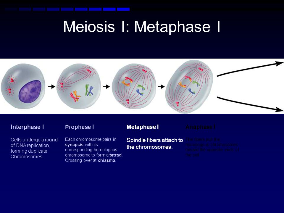 Meiosis I: Metaphase I Interphase I Prophase I Metaphase I Anaphase I