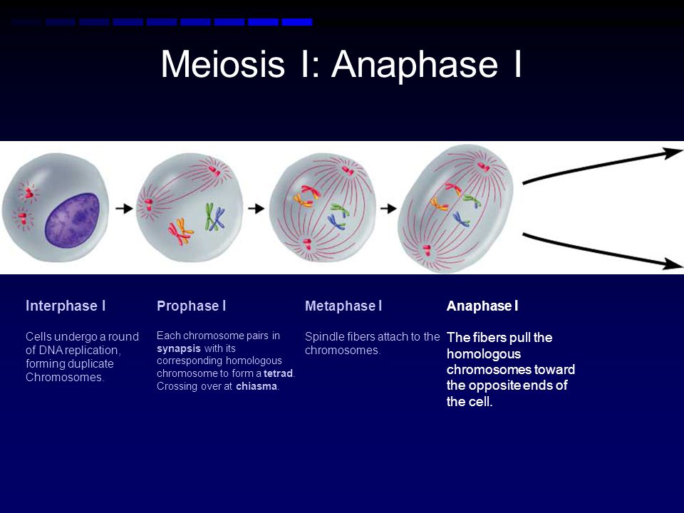 Meiosis I: Anaphase I Interphase I Prophase I Metaphase I Anaphase I