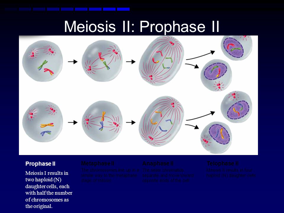 Meiosis II: Prophase II