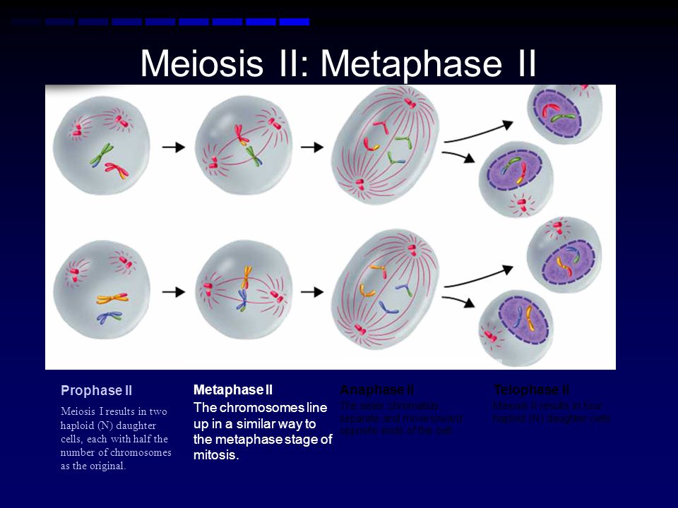 Meiosis II: Metaphase II