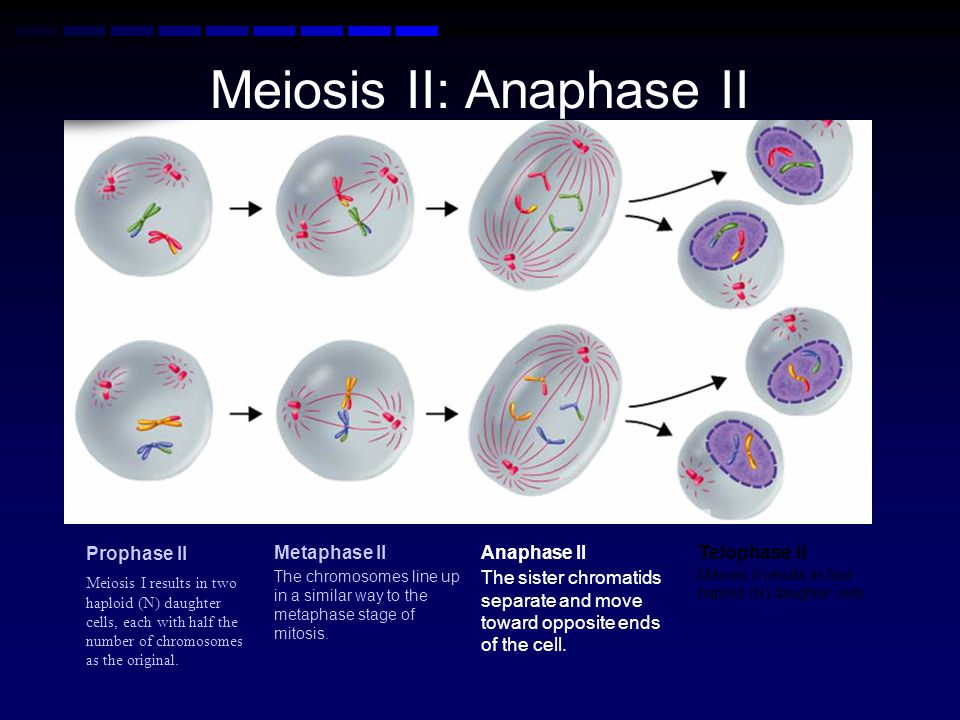 Meiosis II: Anaphase II