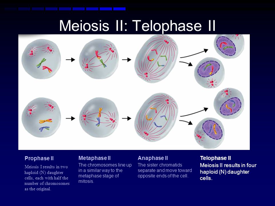 Meiosis II: Telophase II