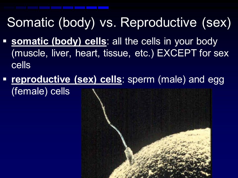 Somatic (body) vs. Reproductive (sex)