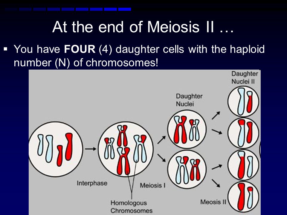 At the end of Meiosis II …
