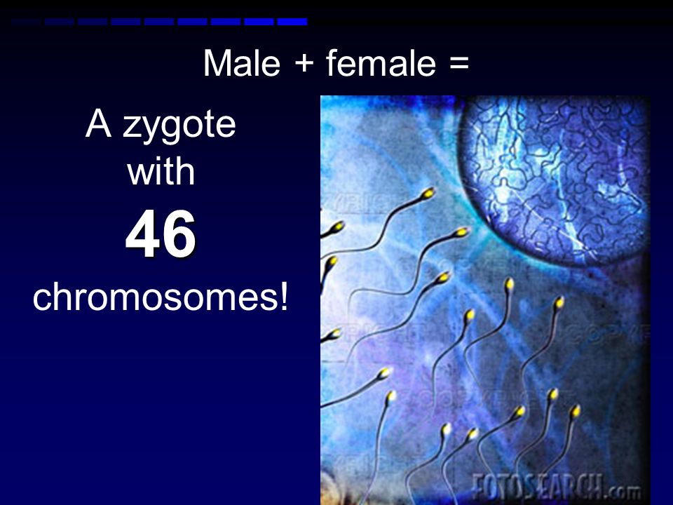 A zygote with 46 chromosomes!