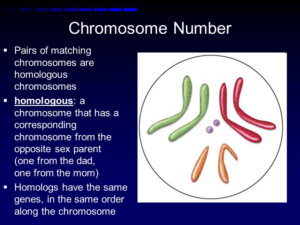 Chromosome Number Pairs of matching chromosomes are homologous chromosomes.