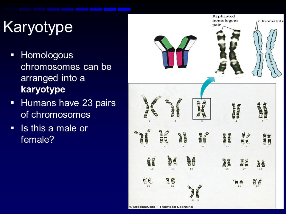 Karyotype Homologous chromosomes can be arranged into a karyotype