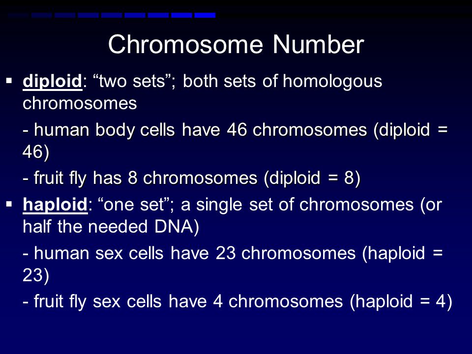 Chromosome Number diploid: two sets ; both sets of homologous chromosomes. - human body cells have 46 chromosomes (diploid = 46)