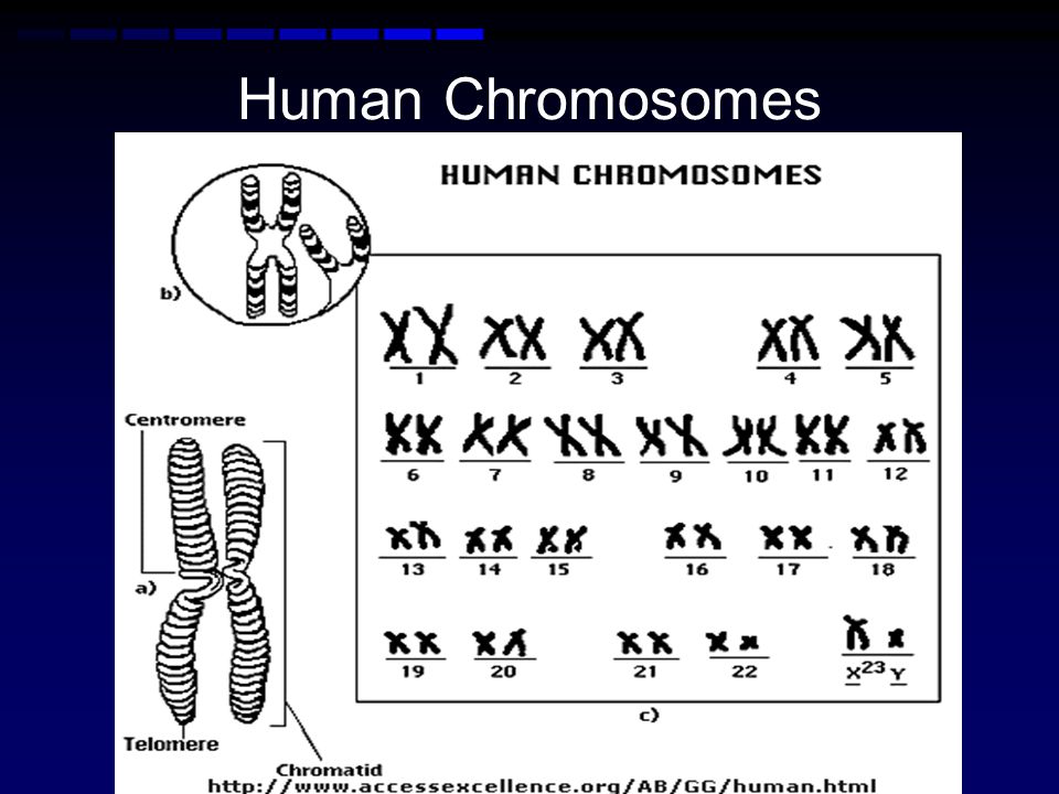 Human Chromosomes