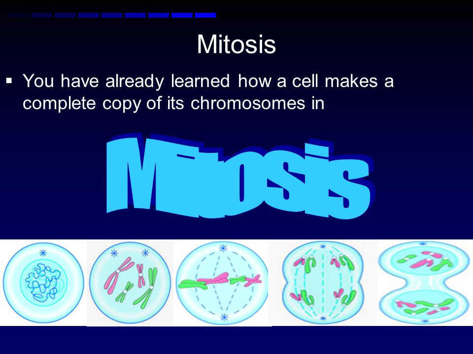 Mitosis You have already learned how a cell makes a complete copy of its chromosomes in Mitosis