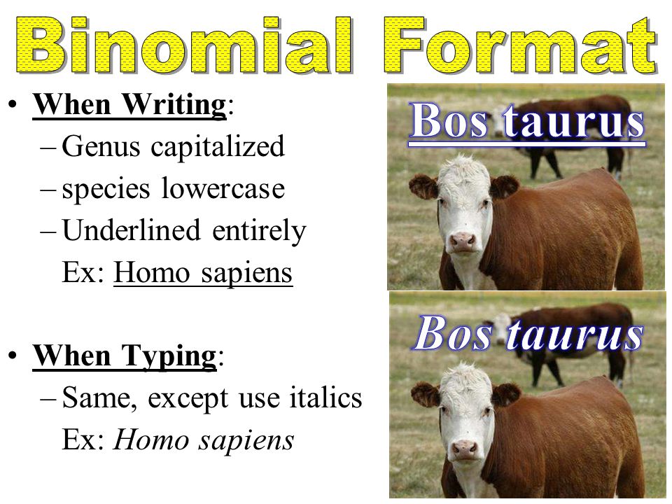 Bos taurus Bos taurus Binomial Format When Writing: Genus capitalized