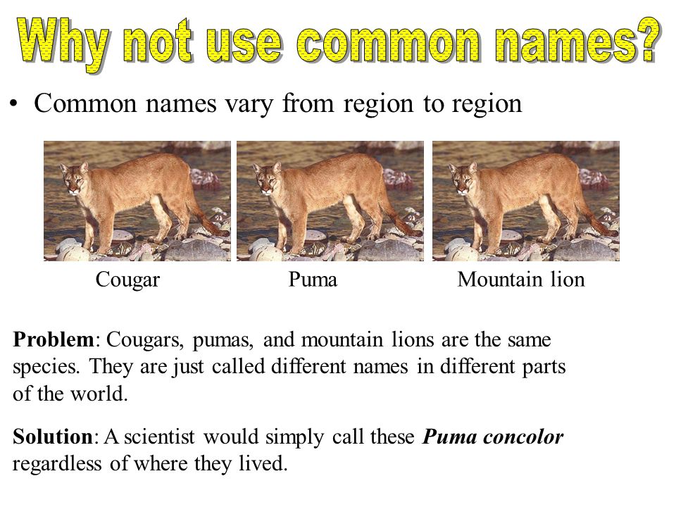 Why not use common names
