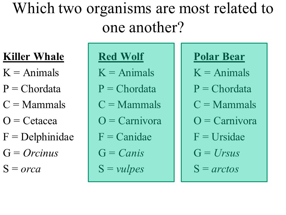Which two organisms are most related to one another