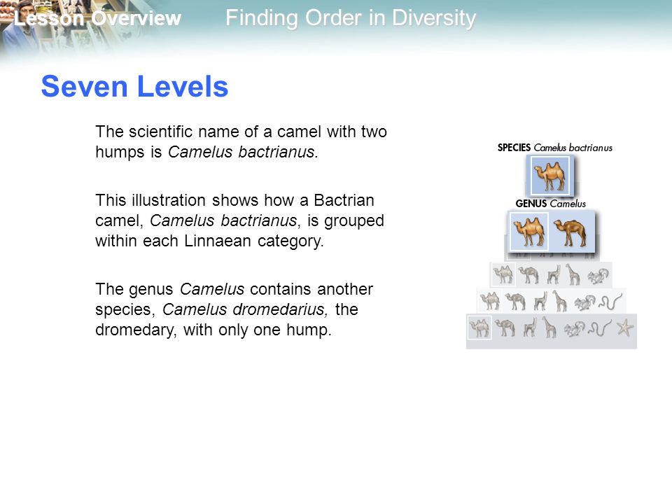 Seven Levels The scientific name of a camel with two humps is Camelus bactrianus.