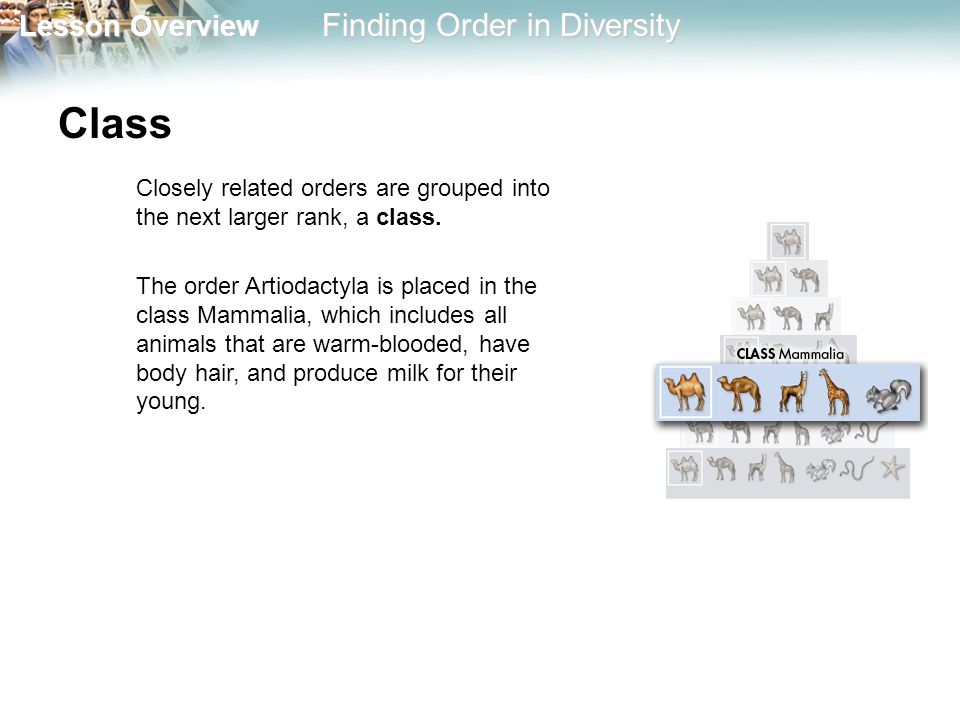 Class Closely related orders are grouped into the next larger rank, a class.