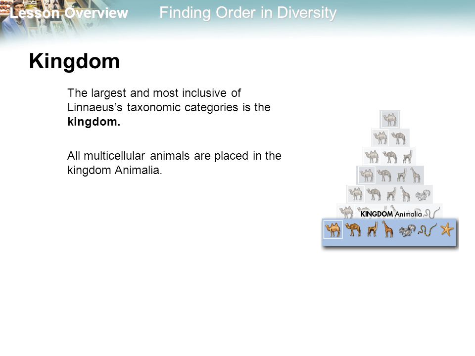 Kingdom The largest and most inclusive of Linnaeus’s taxonomic categories is the kingdom.