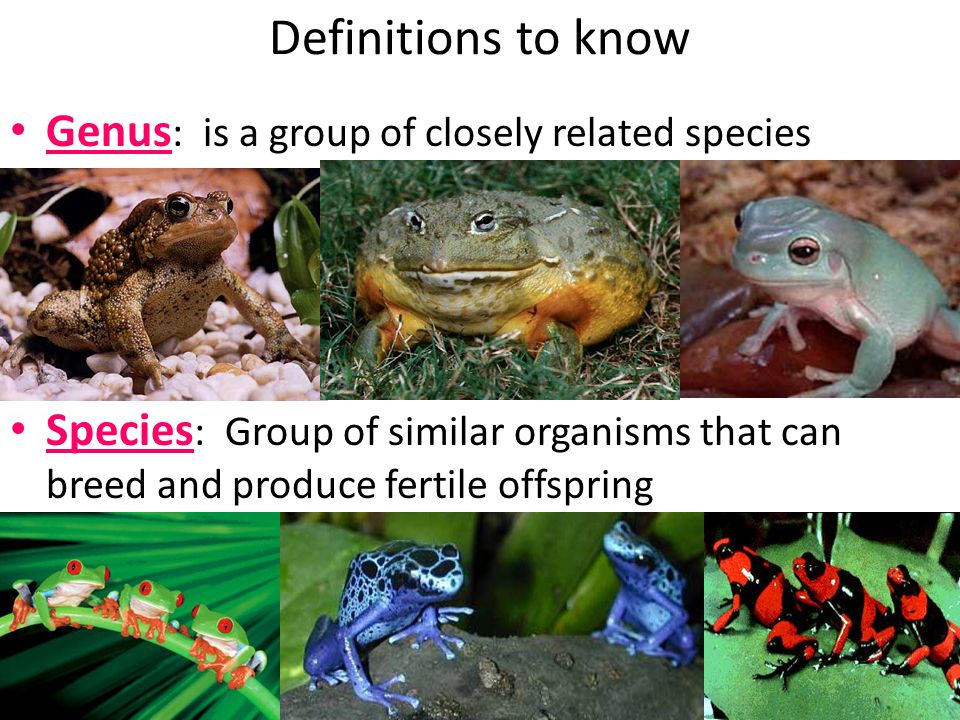 Definitions to know Genus: is a group of closely related species