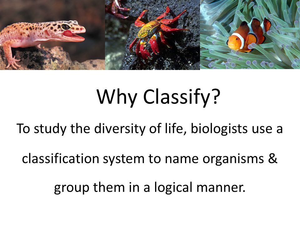Why Classify To study the diversity of life, biologists use a