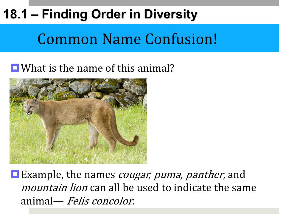 Common Name Confusion! What is the name of this animal