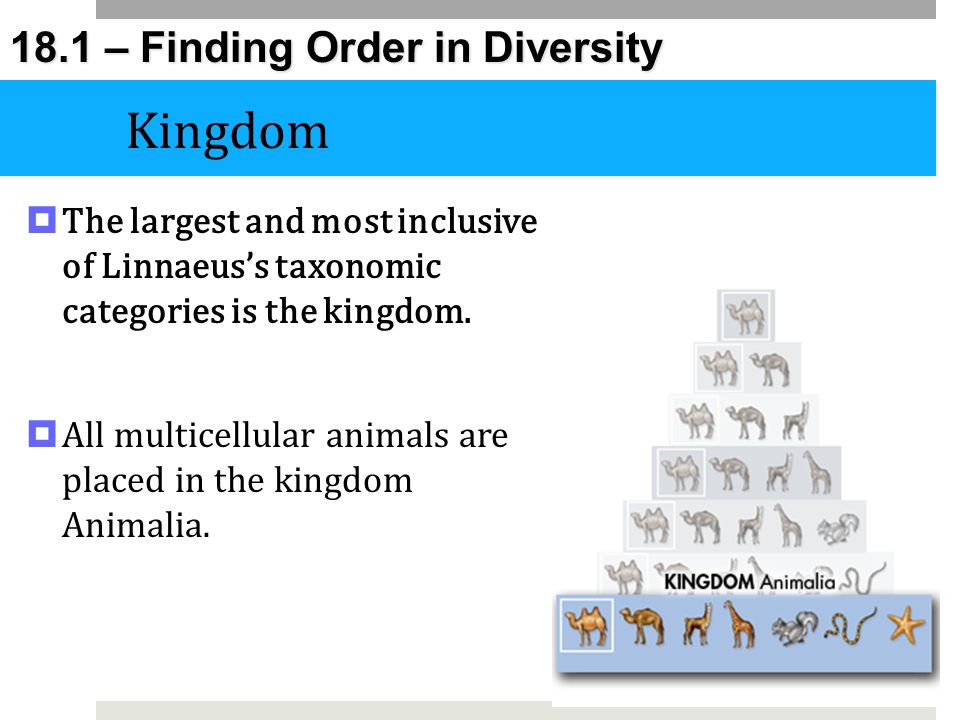 Kingdom The largest and most inclusive of Linnaeus’s taxonomic categories is the kingdom.