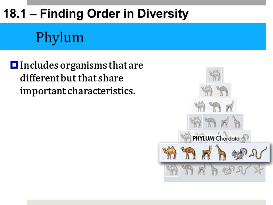 Phylum Includes organisms that are different but that share important characteristics.
