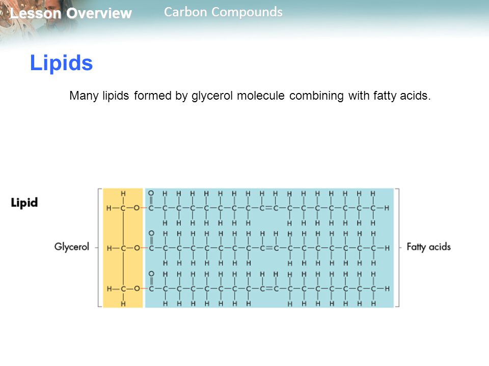 Lipids Many lipids formed by glycerol molecule combining with fatty acids.